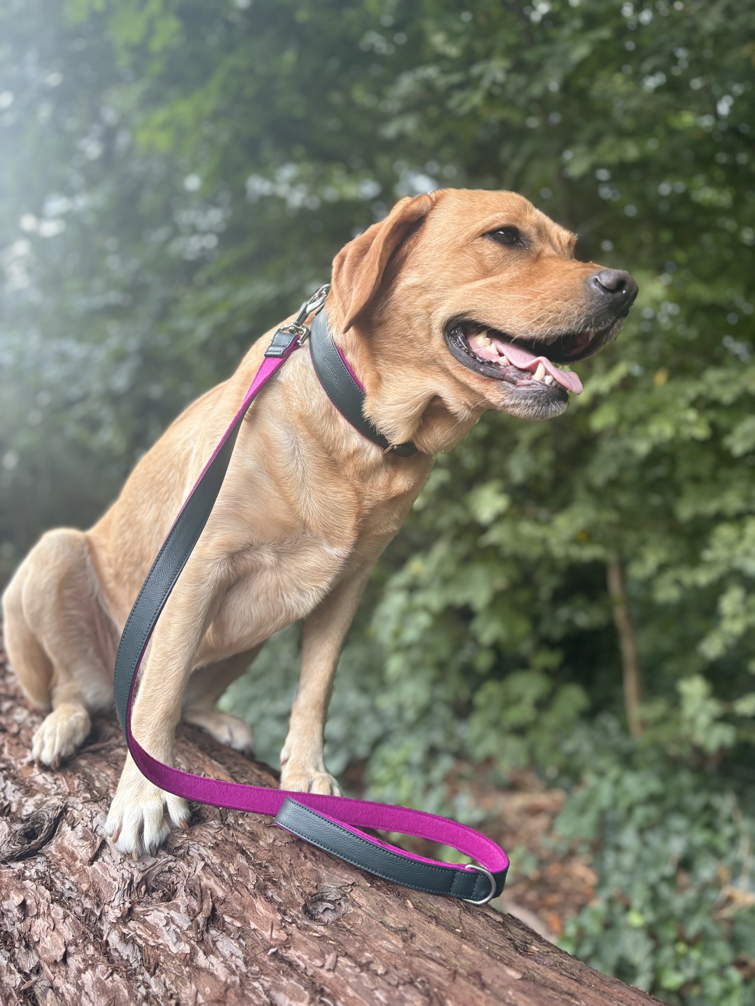 Hundeleine Pfingstrose